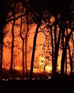 Bushfire resilience and bushfire behaviour