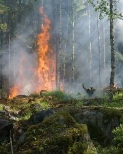 Measuring the economic impact of early bushfire detection